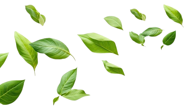 leafs