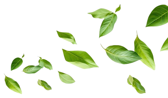 leafs